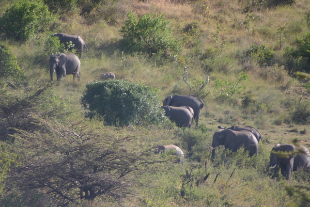 Elephant Herd