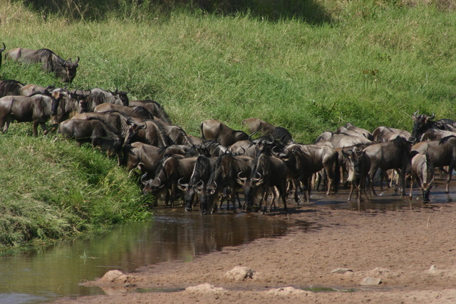Wildebeest crossing Sand River