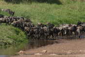 Wildebeest crossing Sand River