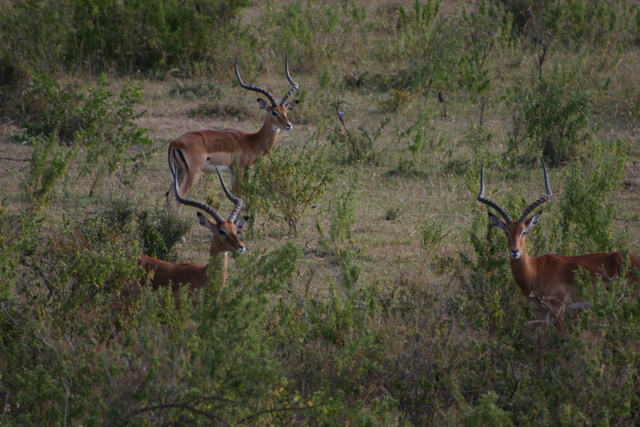 Male Impalas