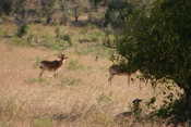 Hartebeest