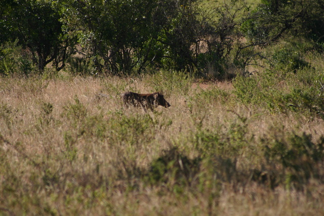 Warthog