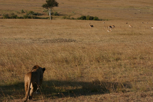 Stalking Lion
