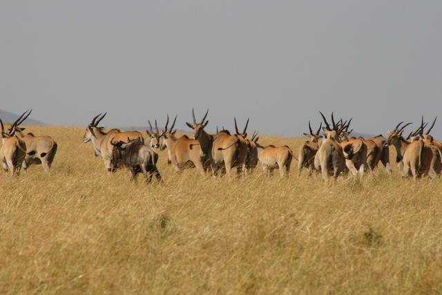 Eland Gazelles