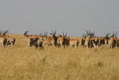 Eland Gazelles