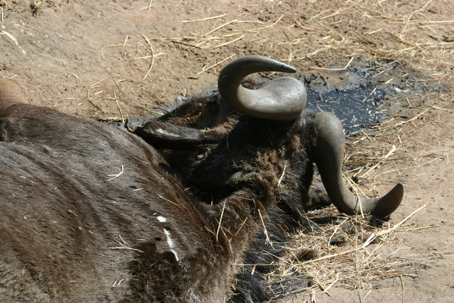 Dead Buffalo