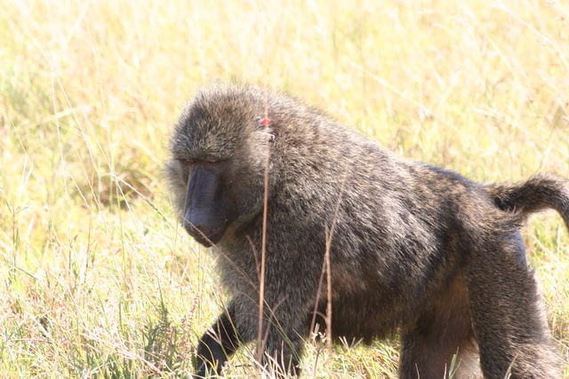 Baboon