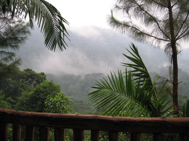 Misty Jungle - Seen from our Patio