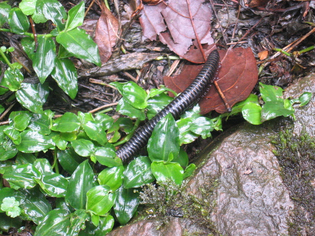 Giant Millipede