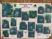 The family we were tracking (Habinyanja Group)