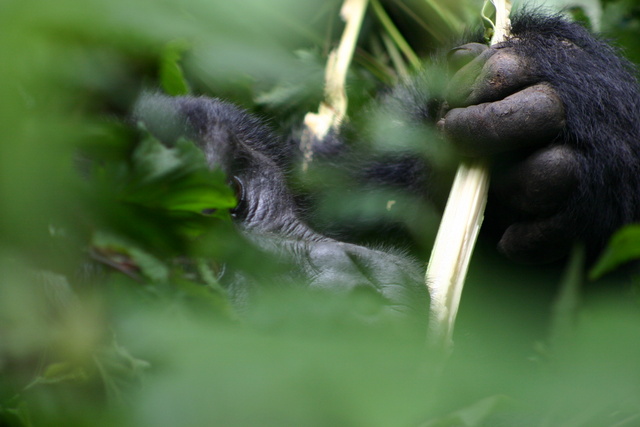 Silverback's Huge Hands