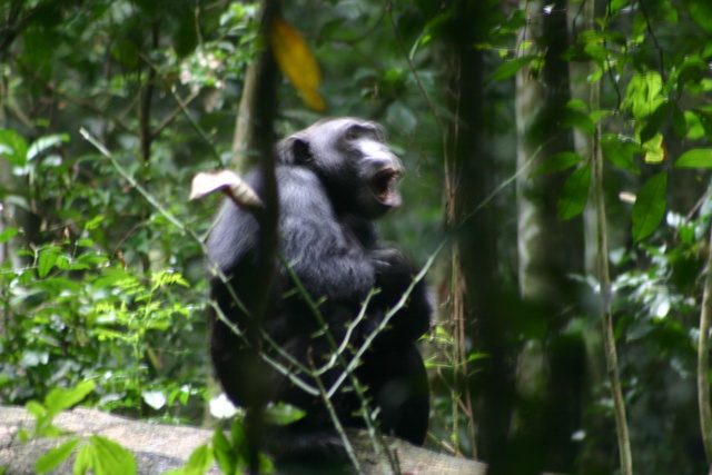 Chimpanzee Screaming