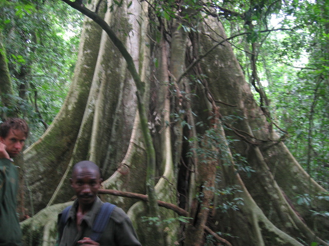 Big Fig Tree