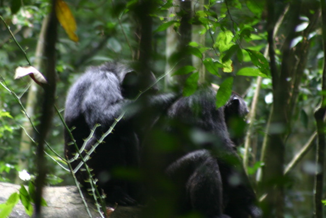 Chimps Grooming