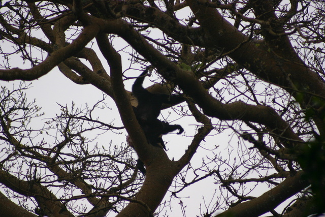 Chimps in Tree