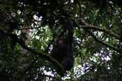 Chimp in Tree