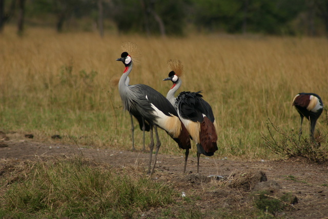 Crowned Crane - Uganda National Animal