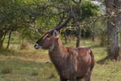 Waterbuck