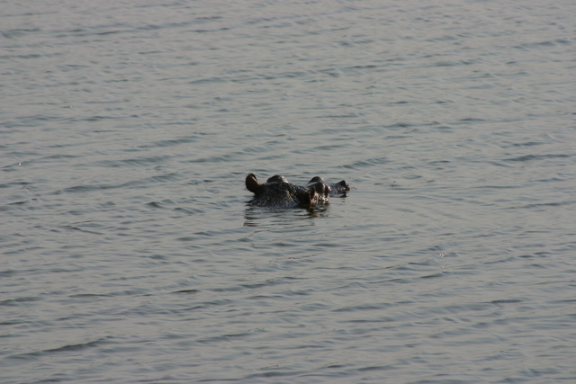 Hippo in Lake
