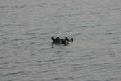 Hippo in Lake