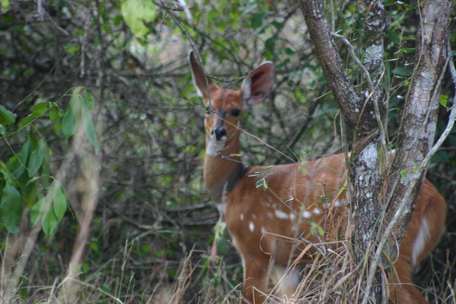 Bushbuck