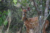 Bushbuck