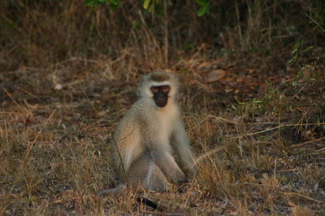 Vervet Monkey