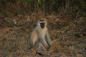 Vervet Monkey