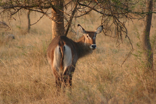 Female Bushbuck