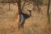 Female Bushbuck