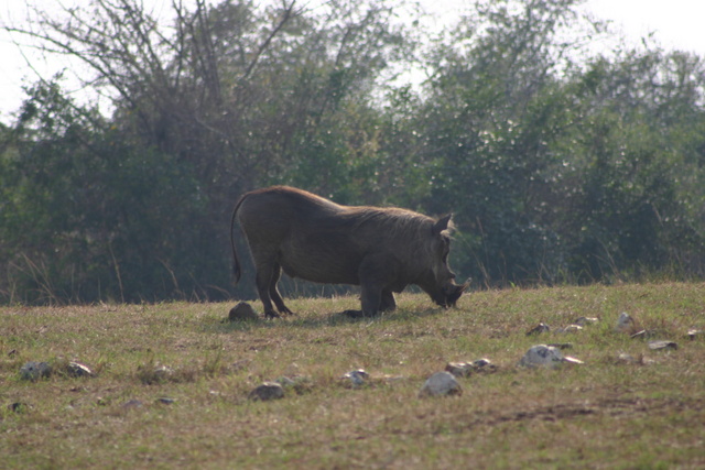 Kneeling Warthog