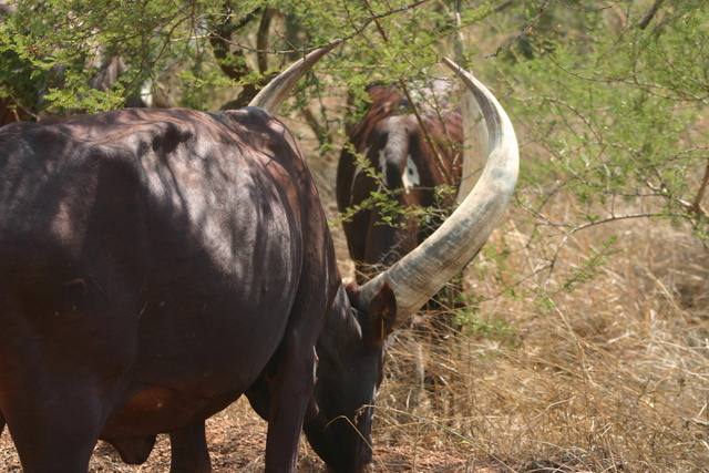 Uganda Cattle