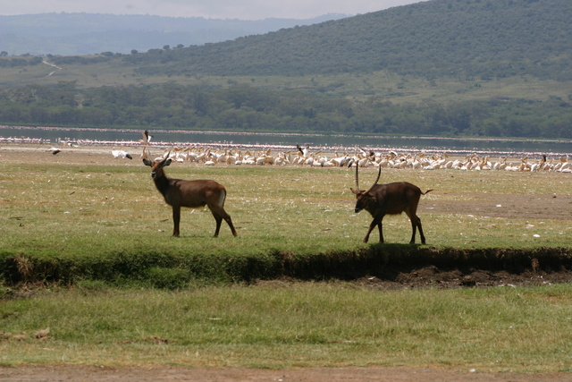 2 Waterbucks