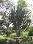 Big Cactus at Lodge