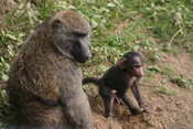 Mom & Baby Baboon