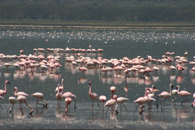 Flamingos