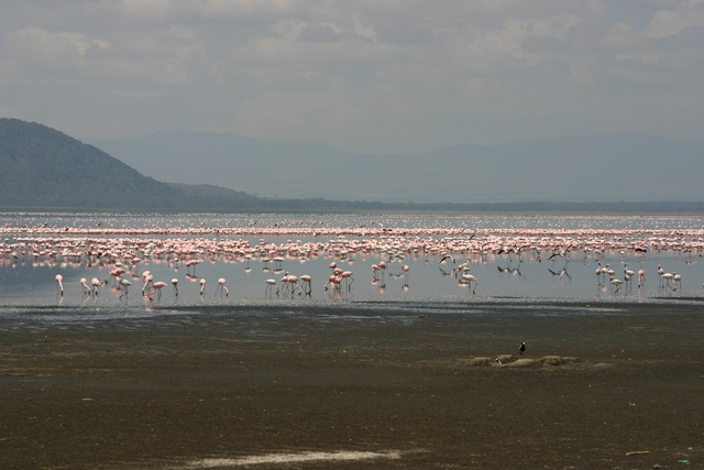 The Lake - Lots of Flamingos