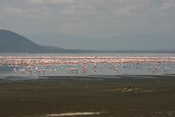 The Lake - Lots of Flamingos