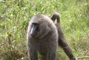 Baboon