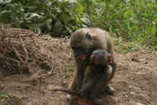 Playfighting Baboons