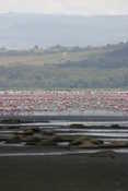 Flamingos & Lake