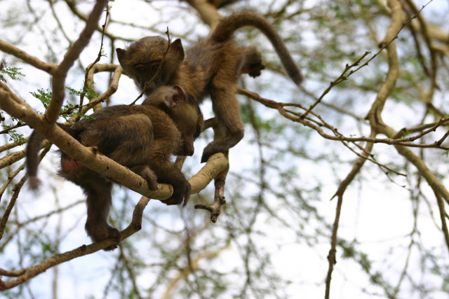 Baby Baboons