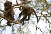 Baby Baboons