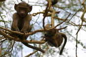 Baby Baboons