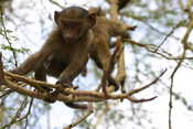 Baby Baboons