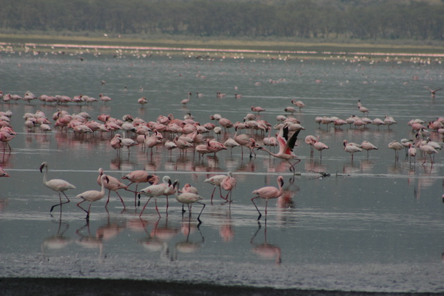 Flamingos