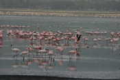 Flamingos