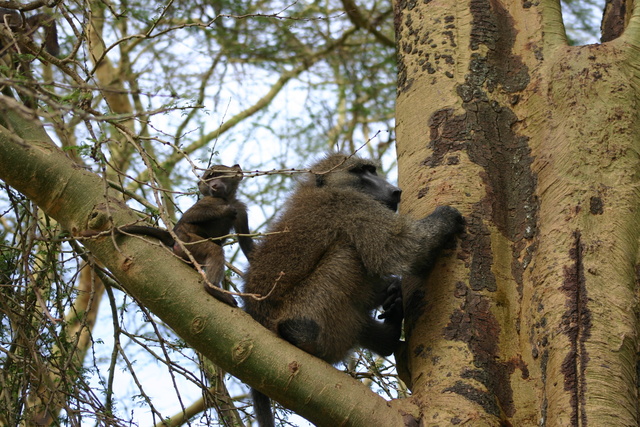 Mom & Baby Baboon