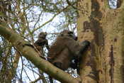 Mom & Baby Baboon