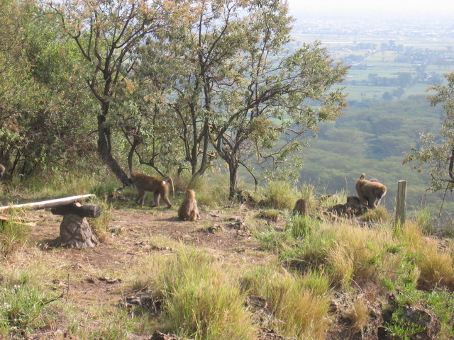 Baboon Family